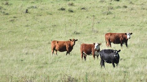 Precio de compraventa de tierras está muy cerca del récord de 2014