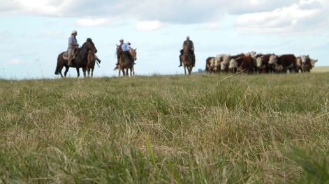 Destinar fondos a los productores que conserven el campo natural es una visión europea; no es la fórmula correcta de lograr una conservación sustentable