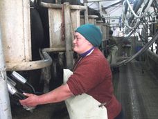 Una mujer trabajando en un tambo. Una mujer trabajando en un tambo.