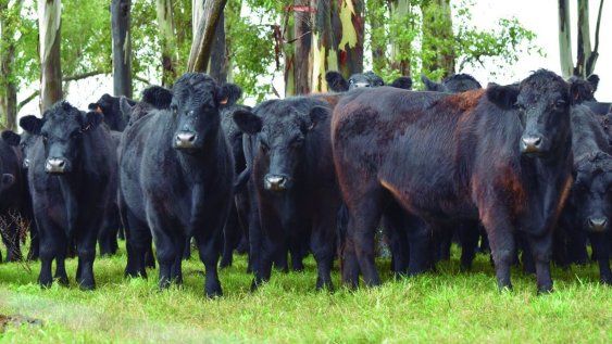 Frigoríficos argumentan que tener identificados a los productores que no han respetado tiempos de espera les permitiría un mayor control; ARU sostiene que usarían esa información para bajar el precio del ganado. Frigoríficos argumentan que tener identificados a los productores que no han respetado tiempos de espera les permitiría un mayor control; ARU sostiene que usarían esa información para bajar el precio del ganado.