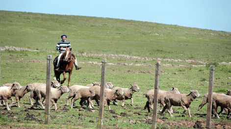 IM implementará “planes ovinos” para jóvenes ante dificultades para mantener su producción en Montevideo Rural