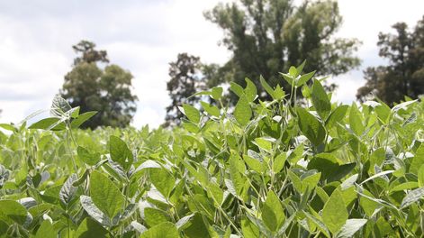 Foto: Nicolás Der Agopián / Búsqueda