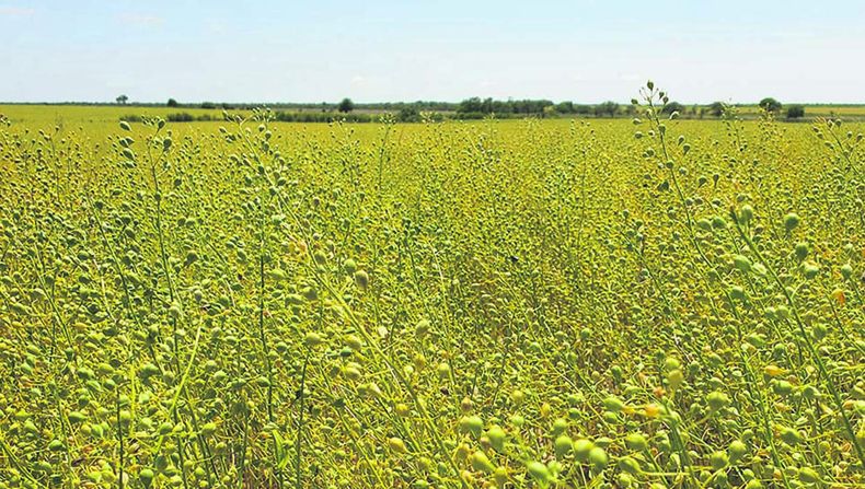 El mercado demanda granos como la carinata y la camelina para la producción de biocombustibles, porque no compiten con la producción de alimentos