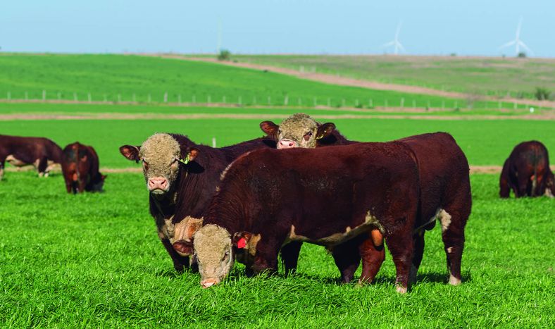 El domingo 15, desde la hora 13.30, con una oferta de 24 toros Hereford, con abundante información objetiva, se realizará el remate de la Central Kiyú