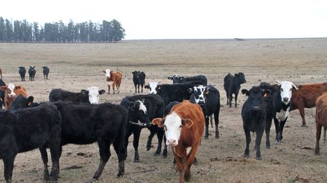 imagen de Aumento de precios en zafra de reproductores refleja el atractivo  del negocio ganadero, que seduce a los empresarios agrícolas