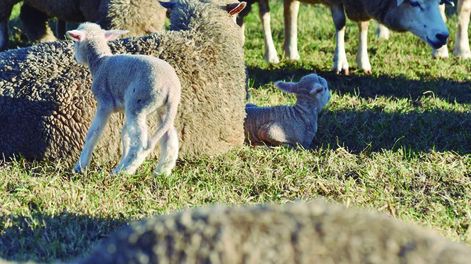 El rubro ovino espera señales claras de los mercados