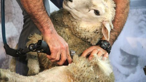 La eficiencia de los trabajadores de la esquila uruguayos es reconocida por los productores laneros de España Foto: Nicolás Der Agopián