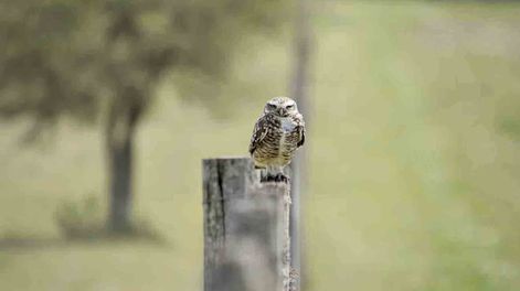 El objetivo del Fondo será financiar acciones que permitan avanzar en los indicadores incluidos en los instrumentos de financiamiento soberano sostenible.