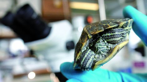 imagen de Investigadores uruguayos buscan “pistas” para encontrar la cura  de las lesiones de la médula espinal y develar sus “secretos”