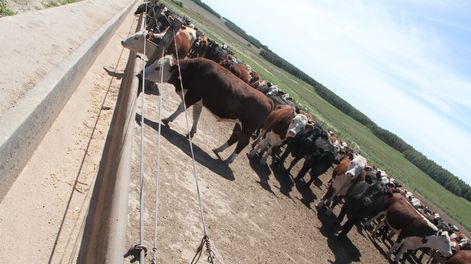 imagen de Productores pagaron 10% menos de impuestos en 2018, según Opypa