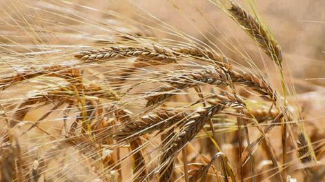 Revolución de los cultivos de invierno: en pocos días empezará la quinta muy buena cosecha consecutiva