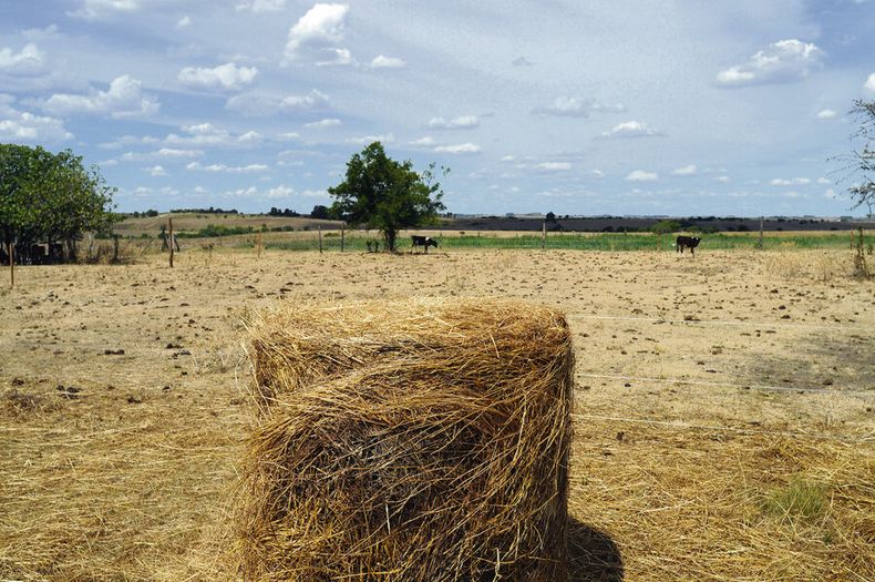 El trigo, el maíz y la soja, principales cultivos que se siembran en Argentina, están sufriendo la falta de lluvias. Foto: Ricardo Antúnez, adhocFOTOS