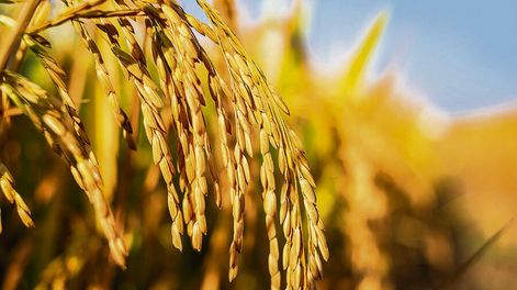 Arroceros cierran el tercer ejercicio consecutivo con resultados positivos. Foto: Revista Verde