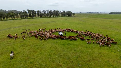 La coincidencia de buenos precios y buenas condiciones forrajeras y productivas genera que haya pocas vacas faenadas y muchas vaquillonas llegando a la cría