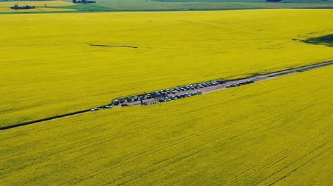 El área de cultivo de colza y carinata tiende a llegar a las 200.000 hectáreas en solamente siete zafras agrícolas. Foto: IPB Semillas
