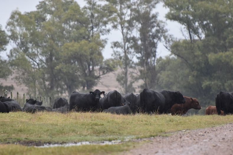 Algunos toros pueden presentar buen estado físico, pero su calidad seminal puede ser insuficiente para el entore