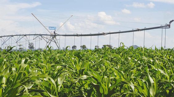 Se estima que aumentando el represamiento de solo el 2% del agua que escurre se podrían regar 600.000 hectáreas de maíz. Se estima que aumentando el represamiento de solo el 2% del agua que escurre se podrían regar 600.000 hectáreas de maíz.