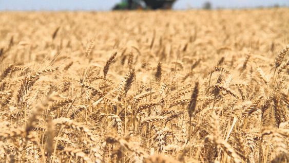 Los precios de los commodities caerán 3% este año y seguirán a la baja hasta el 2026 según el Banco Mundial Los precios de los commodities caerán 3% este año y seguirán a la baja hasta el 2026 según el Banco Mundial