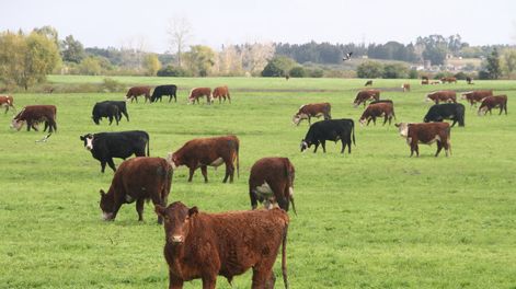 La ganadería uruguaya con base pastoril tiene oportunidades de crecer, pero enfrenta varios desafíos. Foto: Nicolás Der Agopián / Búsqueda
