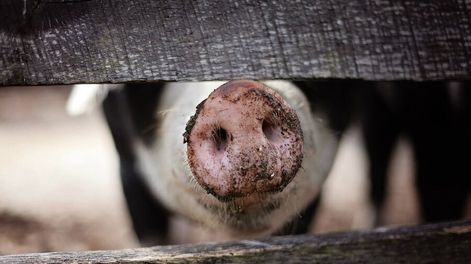 imagen de Gana interés producir carne porcina para exportar a China; hay dos planes de capitales uruguayos y argentinos y otro español