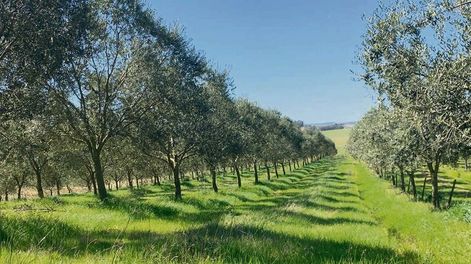 Hay 6.000 hecta´reas de olivares en Uruguay. Foto: Olivo Noble Services