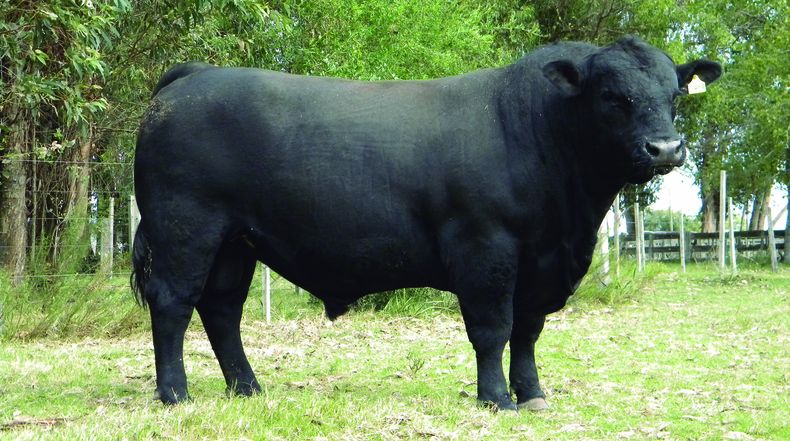 La raza Aberdeen Angus tiene registros de facilidad de parto, peso al destete, peso al nacer, peso a los 18 meses, peso de la vaca adulta, circunferencia escrotal, área de ojo de bife, grasa subcutánea y marbling