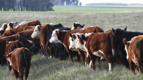“Vamos a una primavera de 2024 con 3 millones de terneros”, dijo Ducós. Foto: Agro de Búsqueda