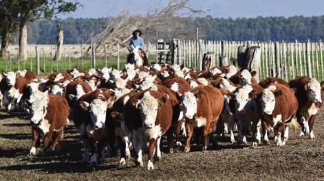 Foto: Agro de Búsqueda