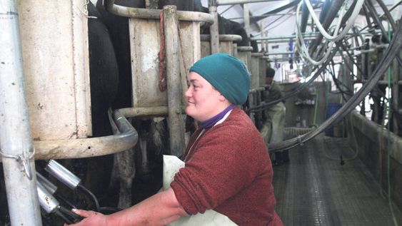 Una mujer trabajando en un tambo. Una mujer trabajando en un tambo.