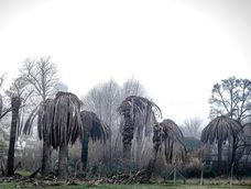 Palmeras atacadas por el picudo rojo. Palmeras atacadas por el picudo rojo.