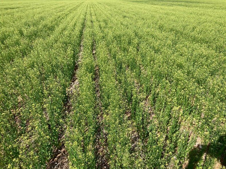 Los ensayos de camelina en la región comenzaron hace dos años, con 20 variedades; buscan las más destacadas acompañadas de las medidas de manejo
