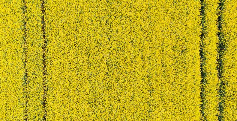 La expectativa está por encima de los cereales, tanto en colza como en carinata, mientras cada vez más productores exploran el potencial de otra oleaginosa: la camelina