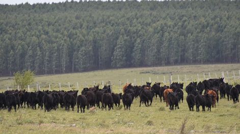 El informe del BID e IICA valora que el sector privado avanzó en la medición de la sostenibilidad mediante la utilización de “mecanismos de autoevaluación”