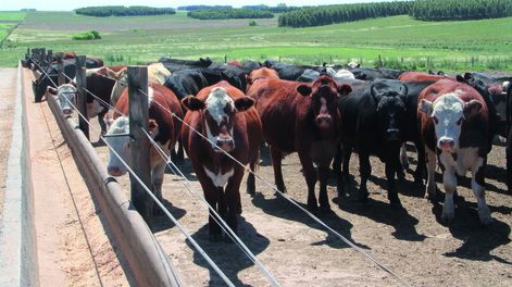 imagen de Empresarios apuestan más al feedlot; ya hay 123 con más de 200.000 vacunos en Uruguay