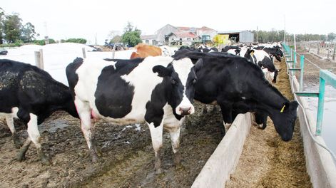imagen de Que los sindicalistas “la rompan toda a Conaprole” y “tendremos  que ir a trabajarla” los productores, se quejó uno de los directivos