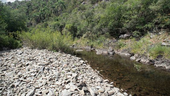 Monte indígena Quebrada de los Cuervos. Foto: Ricardo Antúnez / adhocFOTOS Monte indígena Quebrada de los Cuervos. Foto: Ricardo Antúnez / adhocFOTOS