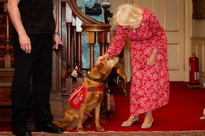 Los perros de Medical Detection Dogs están entrenados para detectar enfermedades como cáncer, párkinson y malaria.&nbsp;