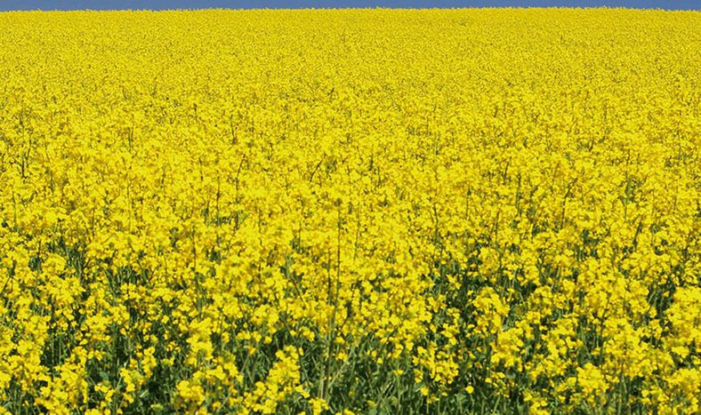 Mazzilli instó a respetar los tiempos de espera y evitar trazas de agroquímicos, siguiendo los límites máximos de residuos que marca la Unión Europea