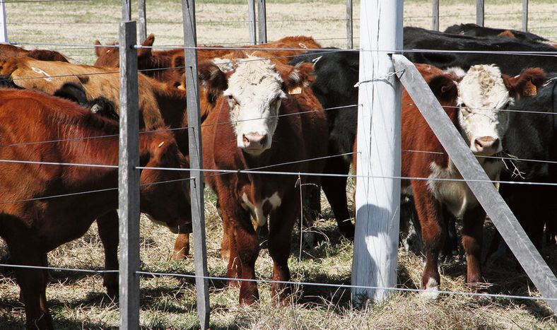 imagen de No se debe “creer que estamos mucho mejor que Argentina” y  “quedarnos de brazos cruzados”, advirtió el presidente del Inac