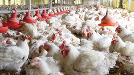 imagen de El sector avícola aumentó su producción, mientras crece el consumo en el mercado interno