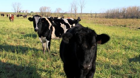 imagen de Comienza trabajo “ambicioso” para reducir las emisiones de gases de efecto invernadero por cada kilo de carne producido en Uruguay