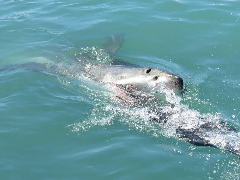Existen cerca de 543 especies de tiburones, 45 están presentes en Uruguay.