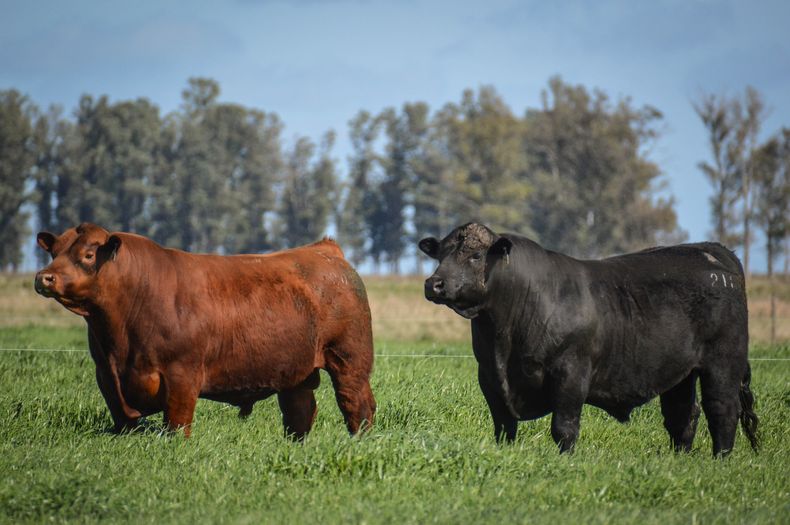 Se espera que la zafra de toros tenga gran demanda, acompañada de buenos precios.