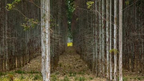 Zona de forestación. Foto: Hubmedia
