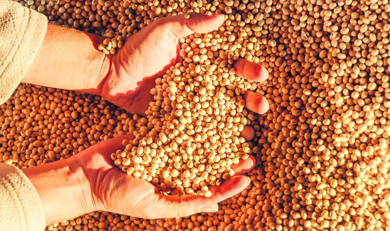 La soja 2024-2025 por un doble récord: rendimiento promedio y volumen total