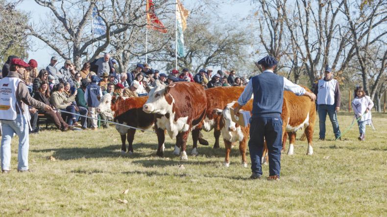 Participarán 24 cabañas, que expondrán 200 animales.