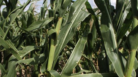 imagen de El gobierno autorizó nuevos transgénicos para investigación, pero algunos ministerios “trancaron” otros destinados a la comercialización de granos