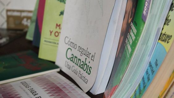 imagen de Cancillería despliega su diplomacia para defender la ley de marihuana imagen de Cancillería despliega su diplomacia para defender la ley de marihuana