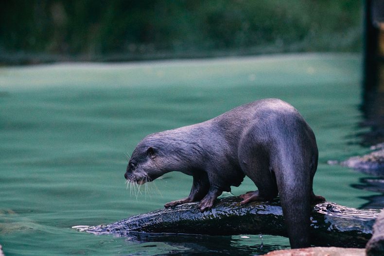 Los turistas suelen confundir la cola de las lontras con anacondas, tanto por su aspecto como por su largo, ya que pueden medir hasta 83 centímetros. 