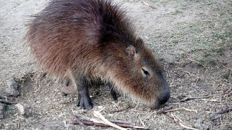 Carpincho en el Parque y Reserva de Fauna Cerro Pan de Azúcar. Foto: Javier Calvelo, adhocFOTOS